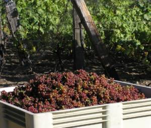 Full bin of Siegerrebe grapes at harvest